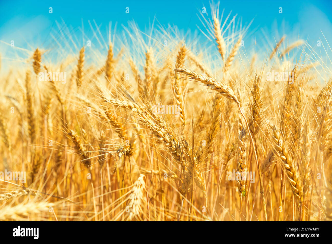 Gold wheat field and blue sky Stock Photo - Alamy