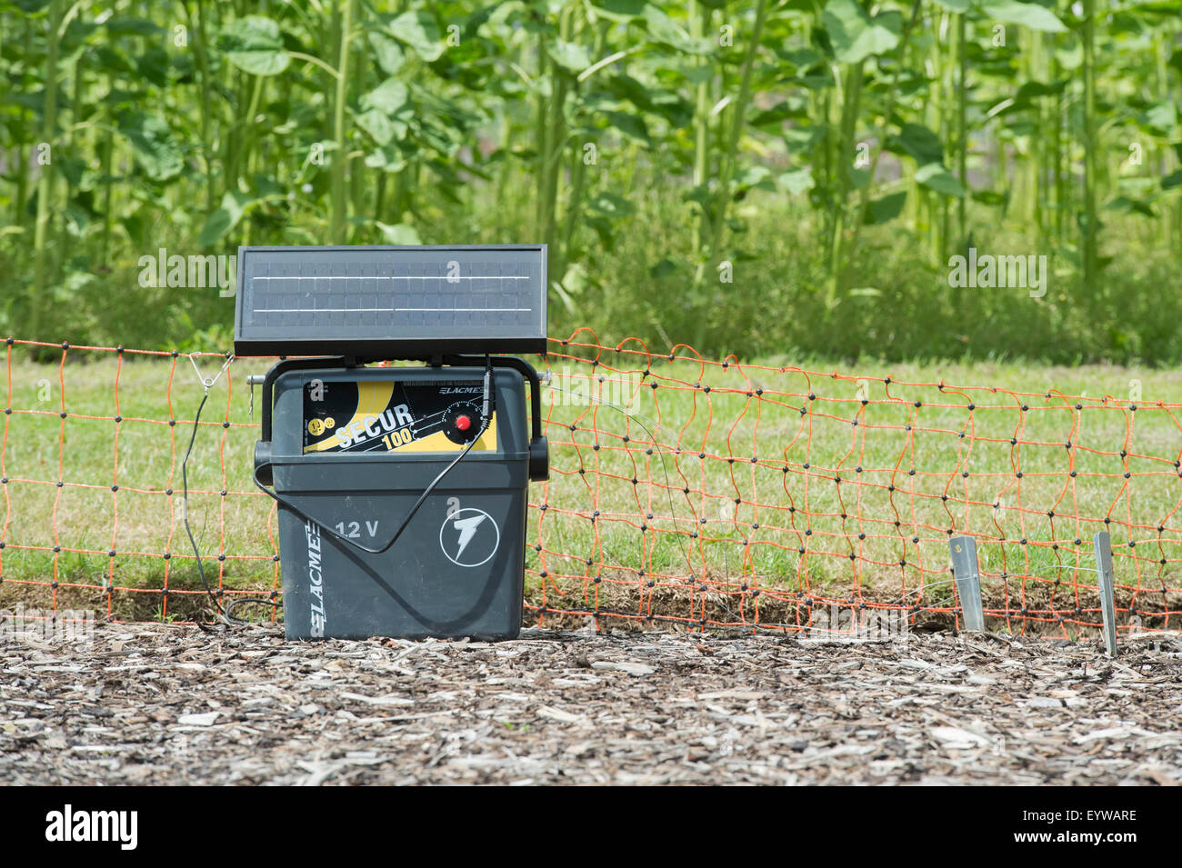 Portable Solar power battery unit and electric fence around a crop of maize in the vegetable garden at RHS Wisley Gardens. UK Stock Photo