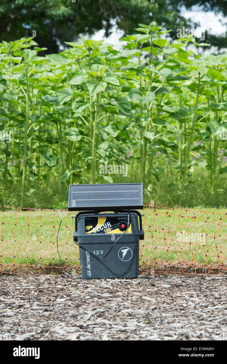 Portable Solar power battery unit and electric fence around a crop of maize in the vegetable garden at RHS Wisley Gardens. UK Stock Photo