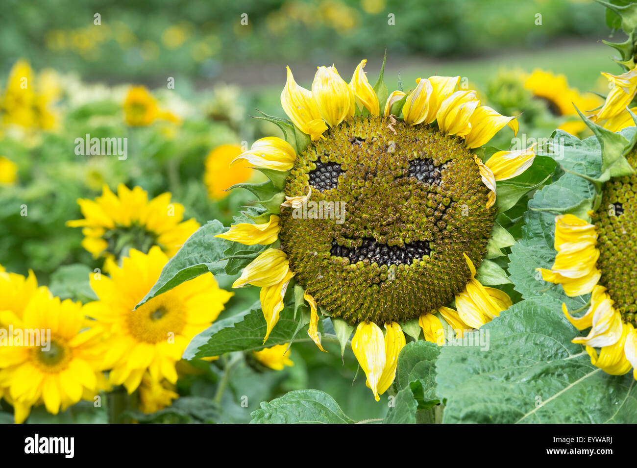 Helianthus annuus. Sunflower going to seed in the shape of a happy face Stock Photo