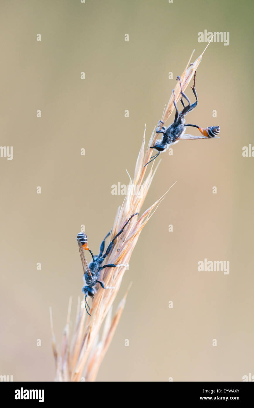 Thread-waisted wasps (Ammophila) on grass Stock Photo