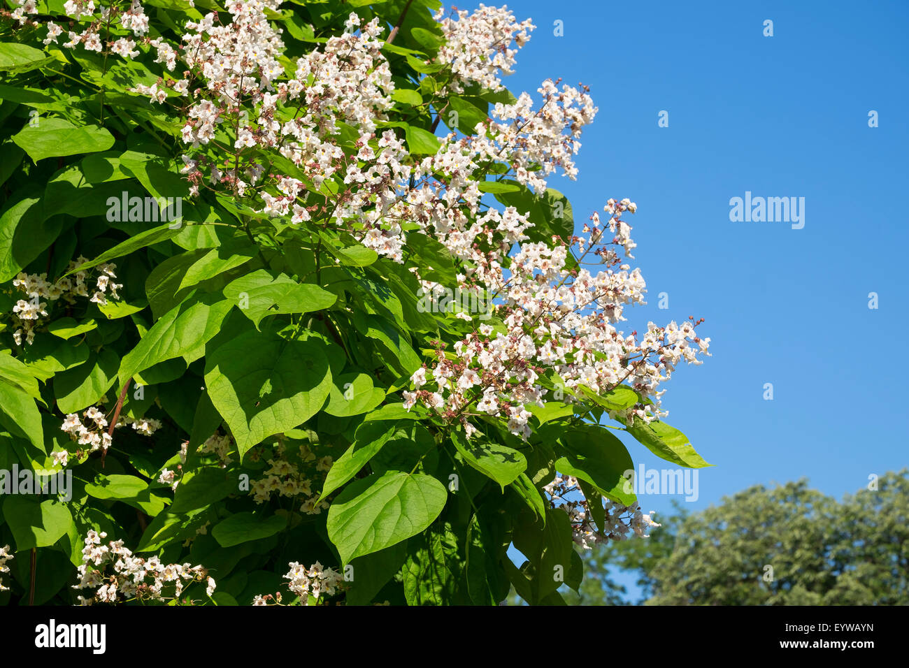Blossoming Southern Catalpa (Catalpa bignonioides), Hesse, Germany Stock Photo