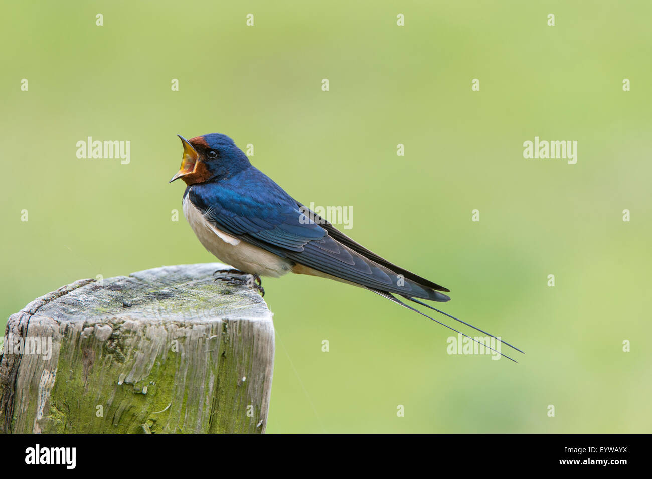Barn Swallow (Hirundo rustica) perched on wooden post, Hesse, Germany Stock Photo