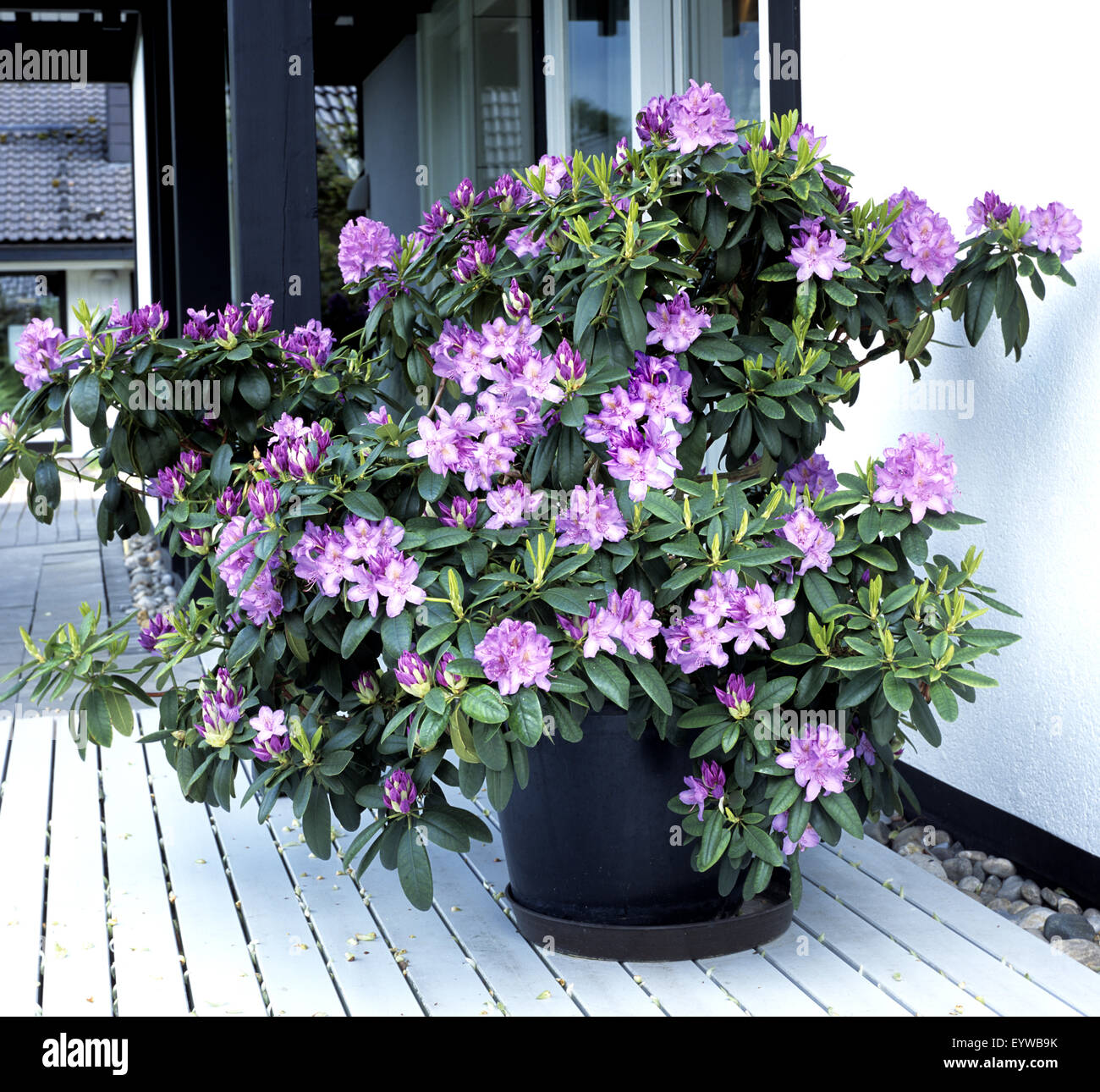 Rhododendron, Balkonblumen Stock Photo Alamy