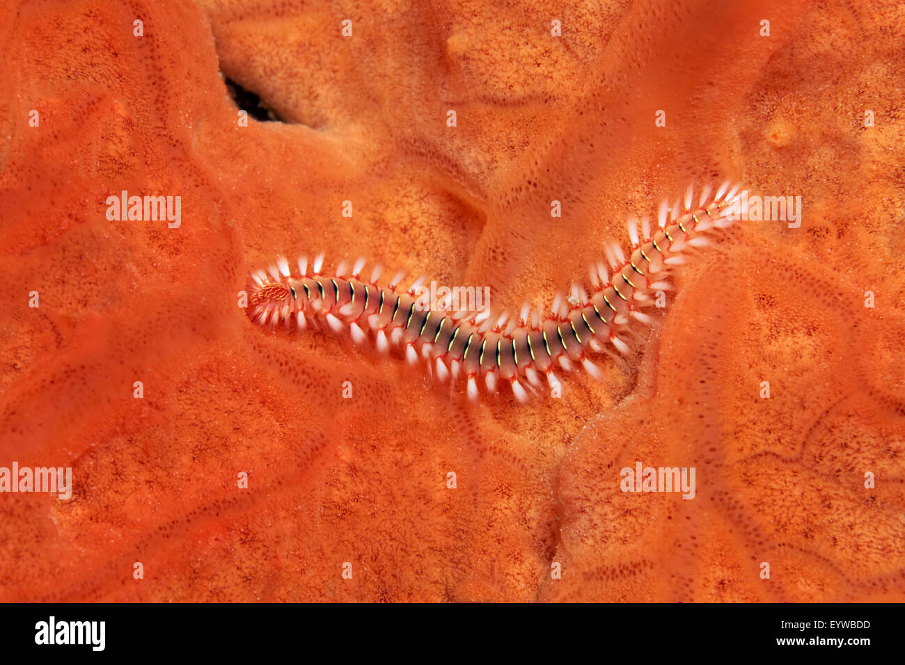 Bearded fireworm (Hermodice caruncalata) on Encrusting orange sponge (Spirastrella cunctratrix), Corfu, Ionian Islands, Greece Stock Photo