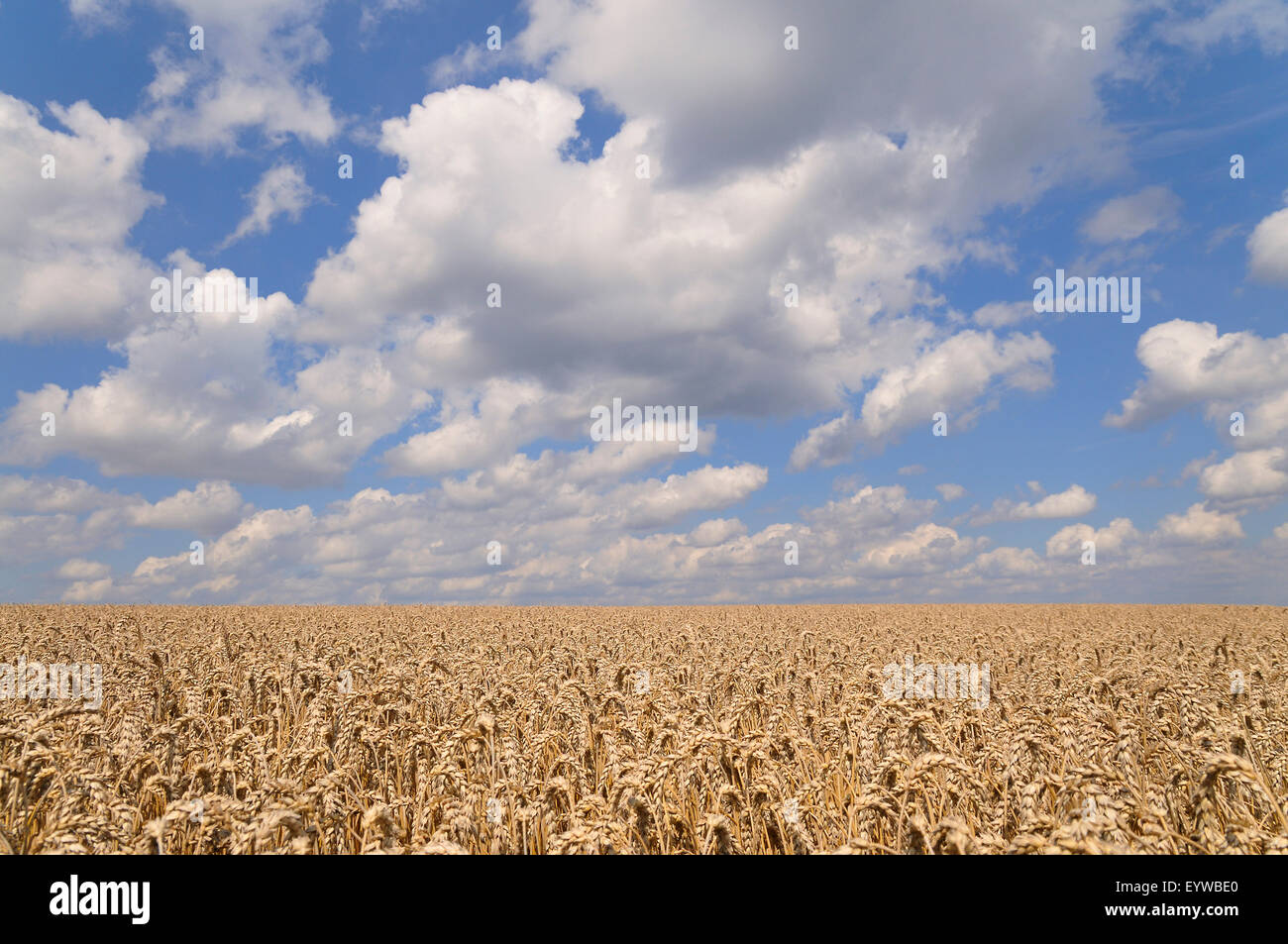 Triticum sp hi res stock photography and images Alamy