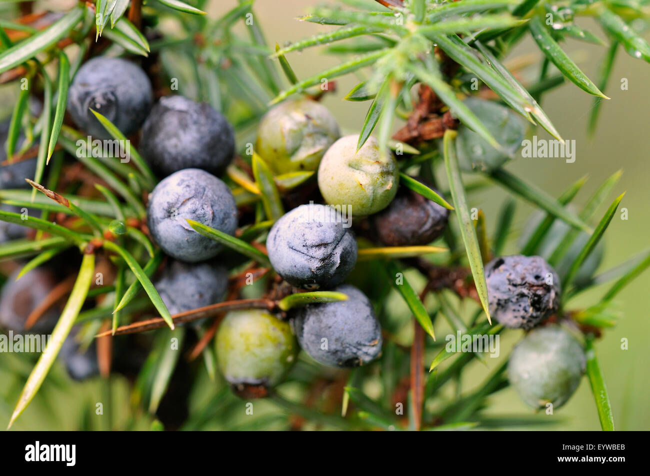 Common Juniper (Juniperus communis) with ripe and unripe berry-shaped cones, North Rhine-Westphalia, Germany Stock Photo