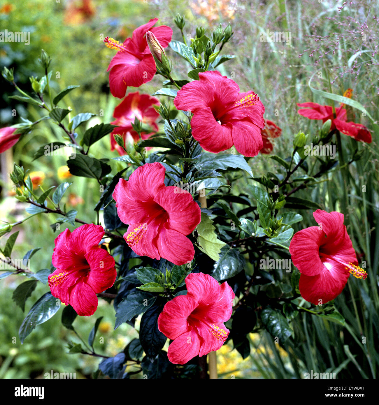 Roseneibisch, Hibiscus rosa-sinensis Stock Photo