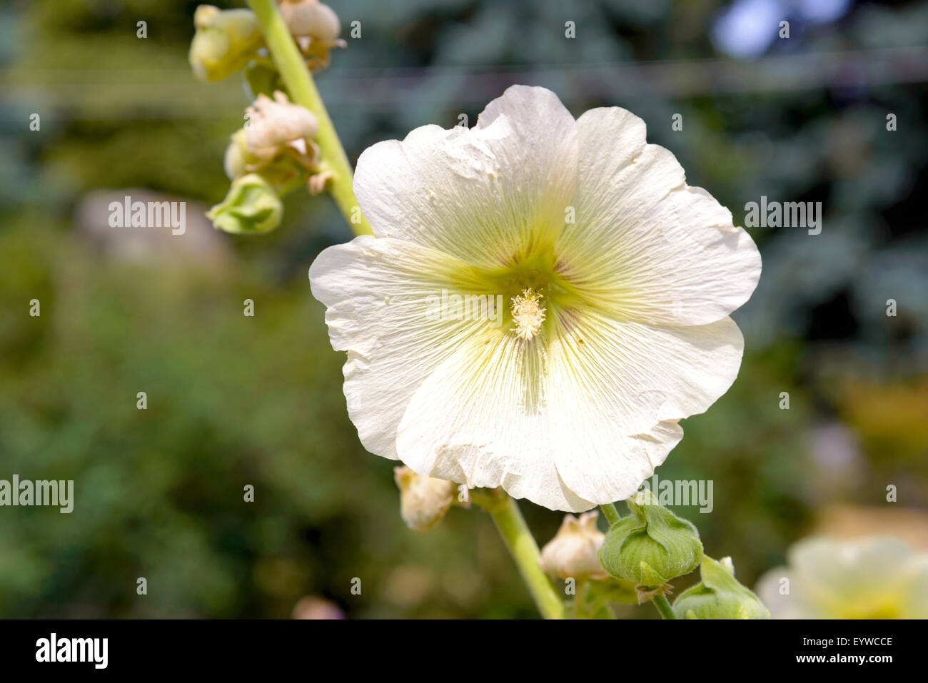 White Alcea Rosea in the garden, growing under the warm summer sun Stock Photo