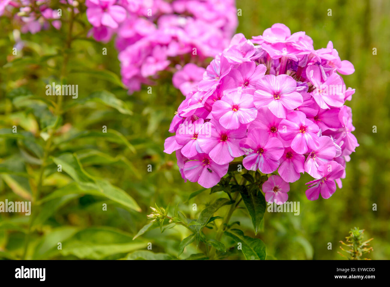Pink Phlox paniculata flower in the garden Stock Photo
