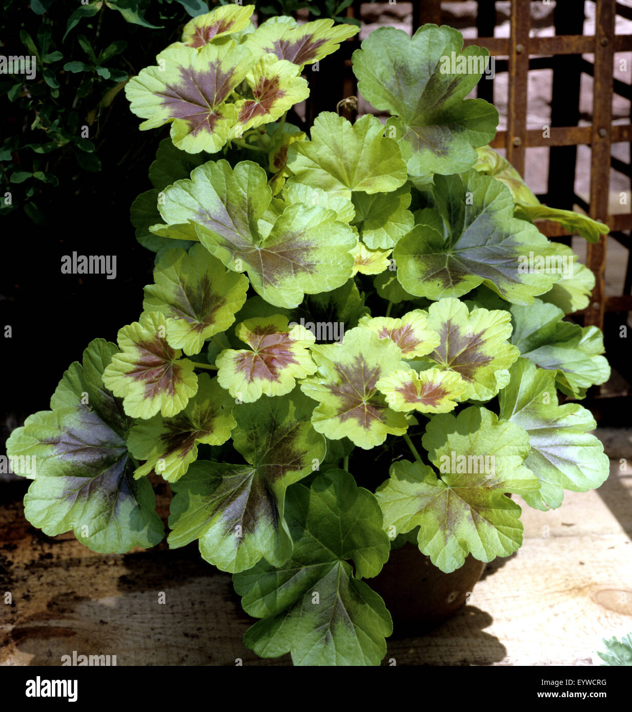 Page 12 - Balkonblumen Blumen High Resolution Stock Photography and Images  - Alamy