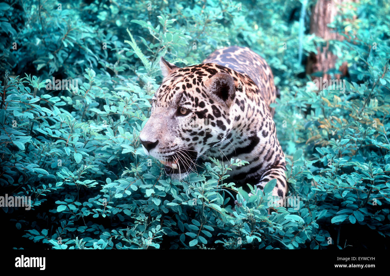 Jaguar face hi-res stock photography and images - Page 5 - Alamy, image size:1300x921