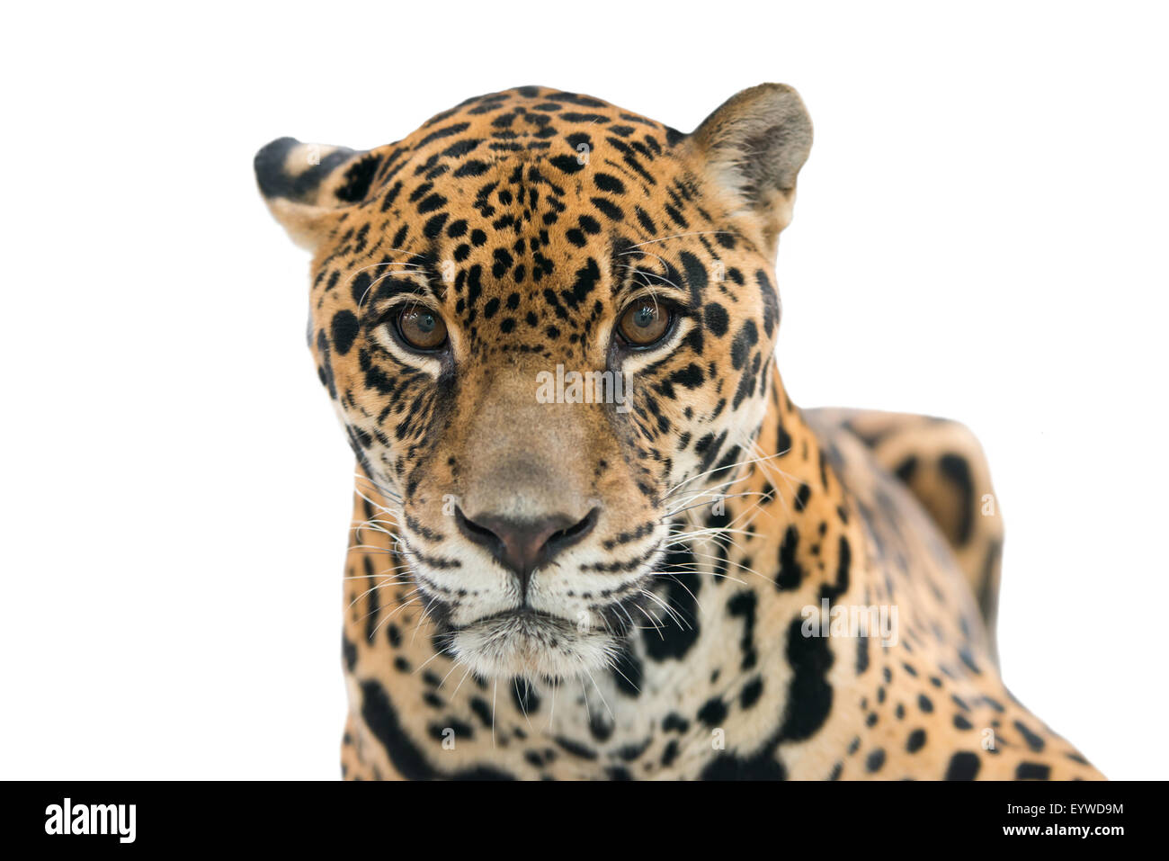 jaguar ( Panthera onca ) isolated on white background Stock Photo - Alamy