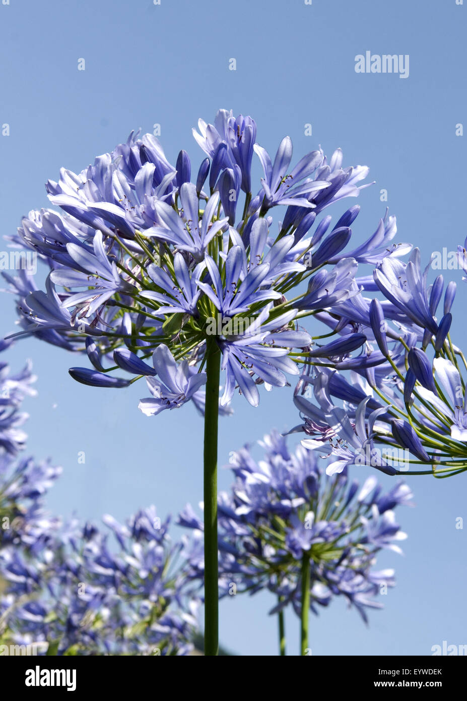 Large Plants Stunning tall blooming, AGAPANTHUS PRAECOX "Madeira Blue" 