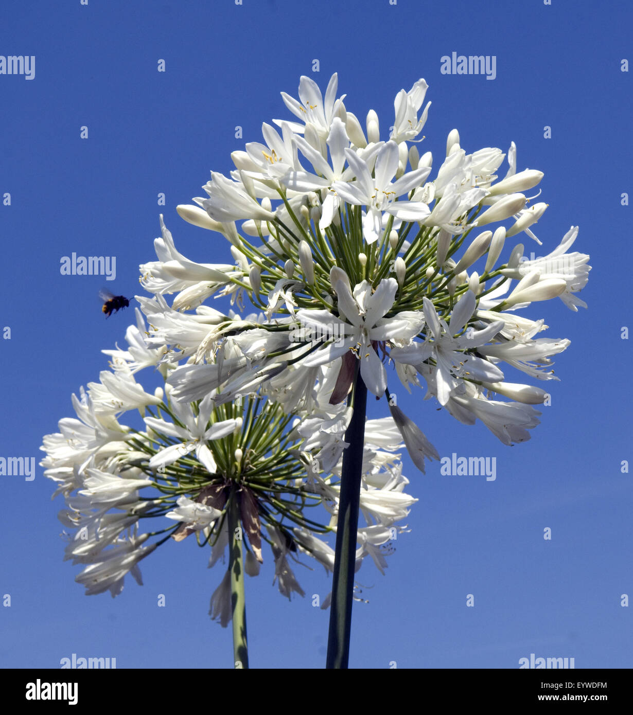 Schmucklilie, Hummel Stock Photo