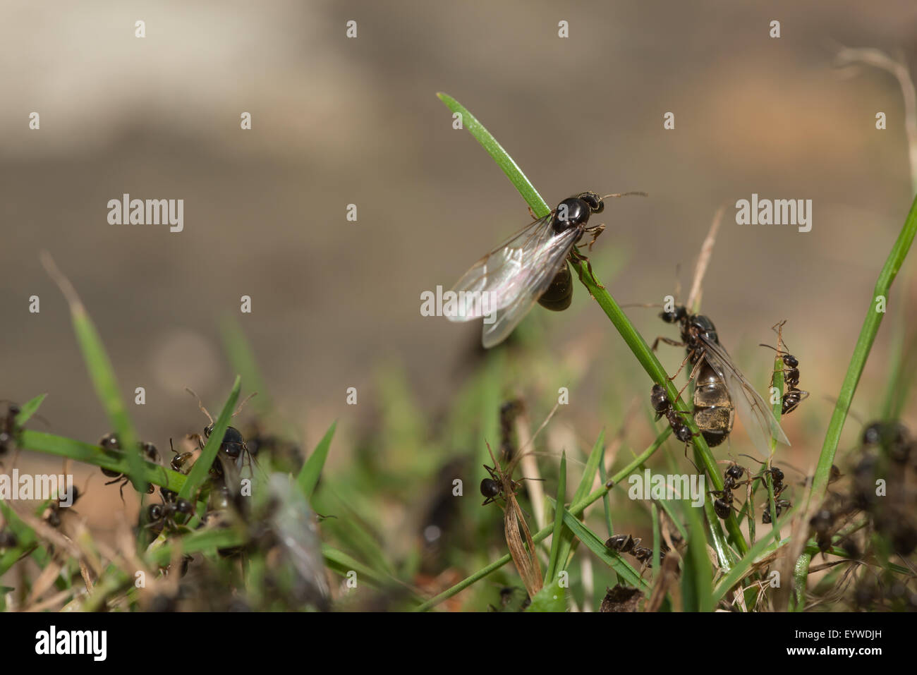 black garden ant Lasius niger emerging from nest climbing blades of grass leaves to take off on nuptial flight aided by workers Stock Photo