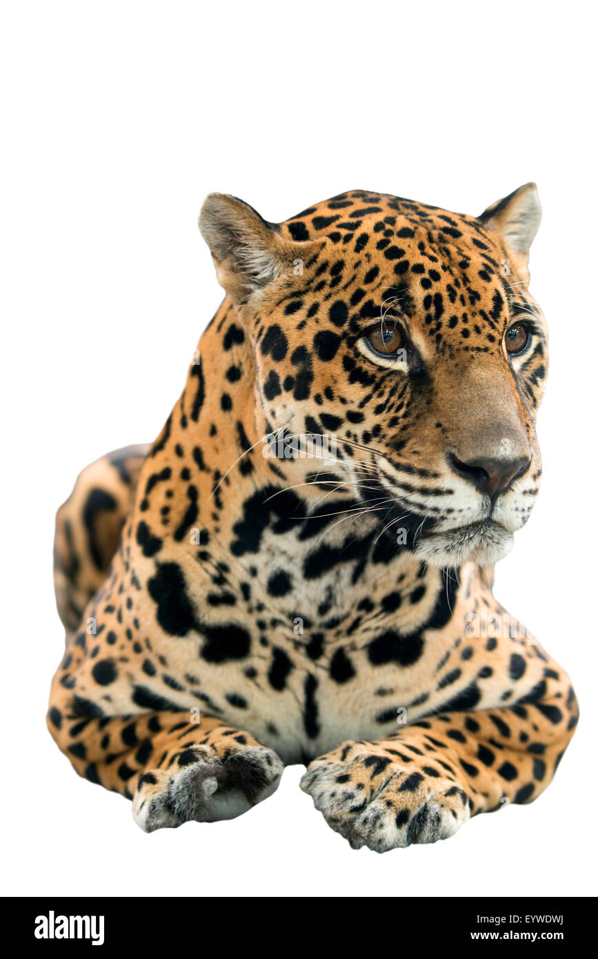 Black panther cat Cut Out Stock Images & Pictures - Alamy