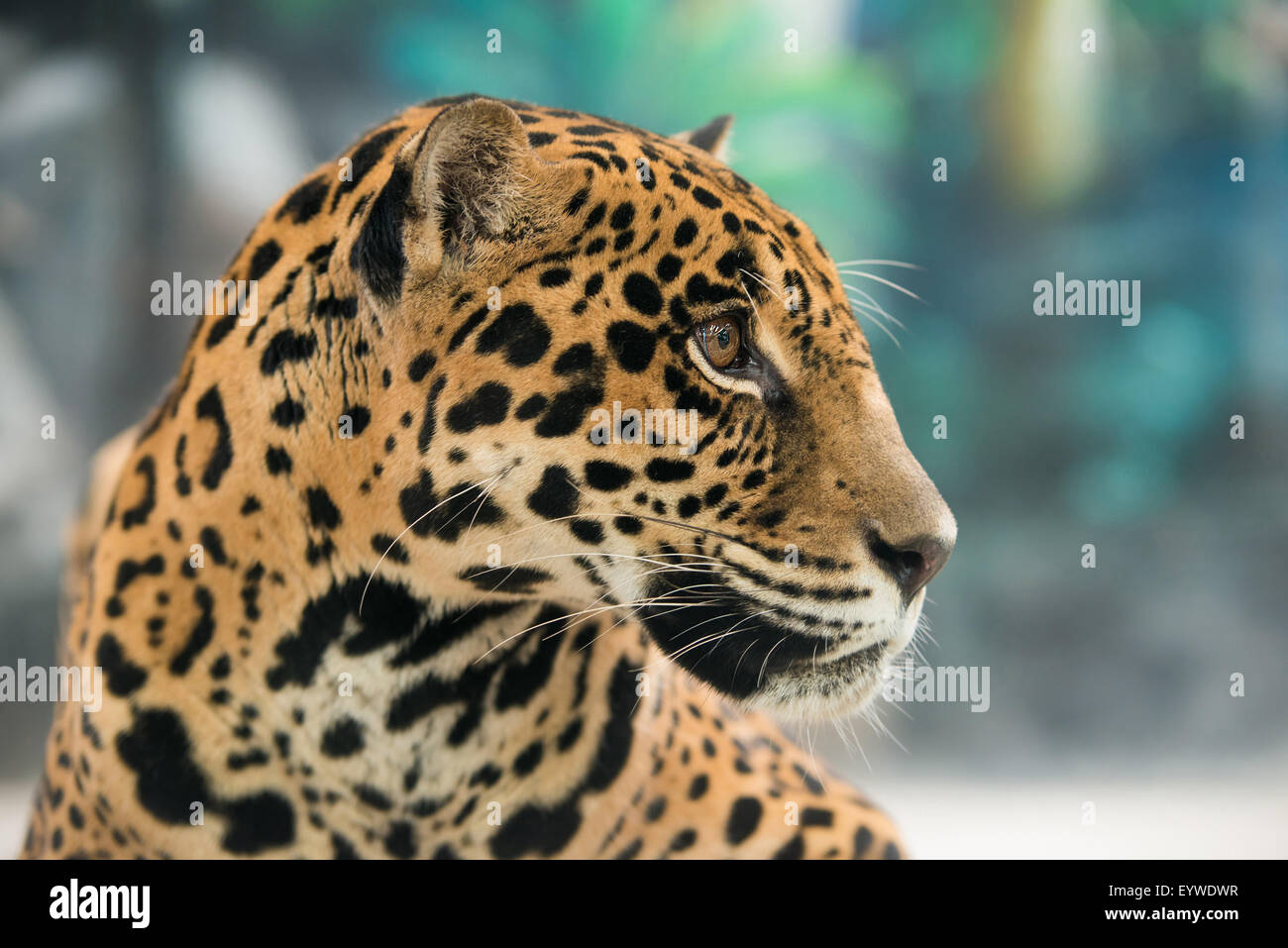 jaguar ( Panthera onca ) in zoo Stock Photo