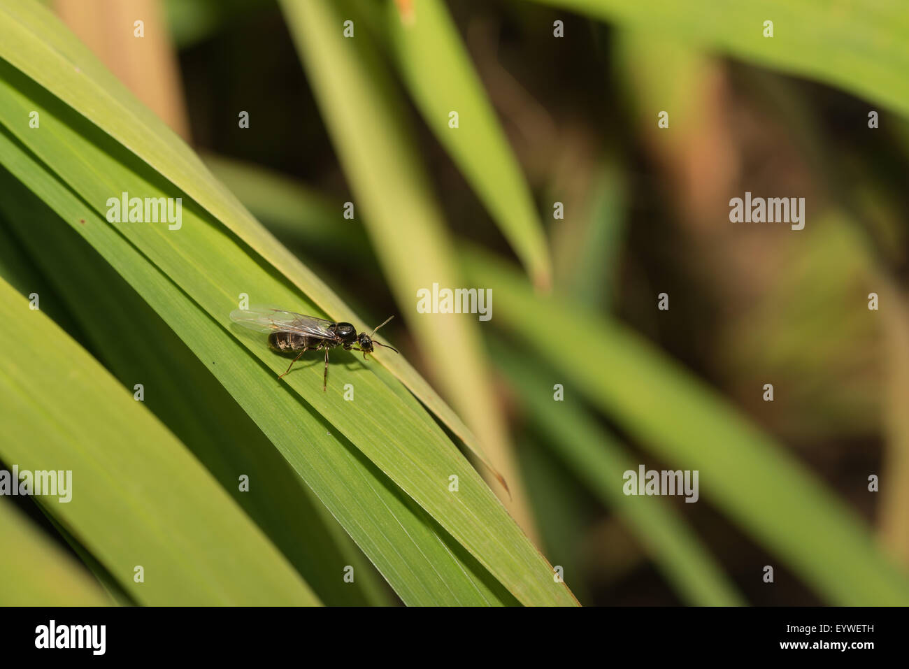 black garden ant Lasius niger emerging from nest climbing blades of grass leaves to take off on nuptial flight aided by workers Stock Photo