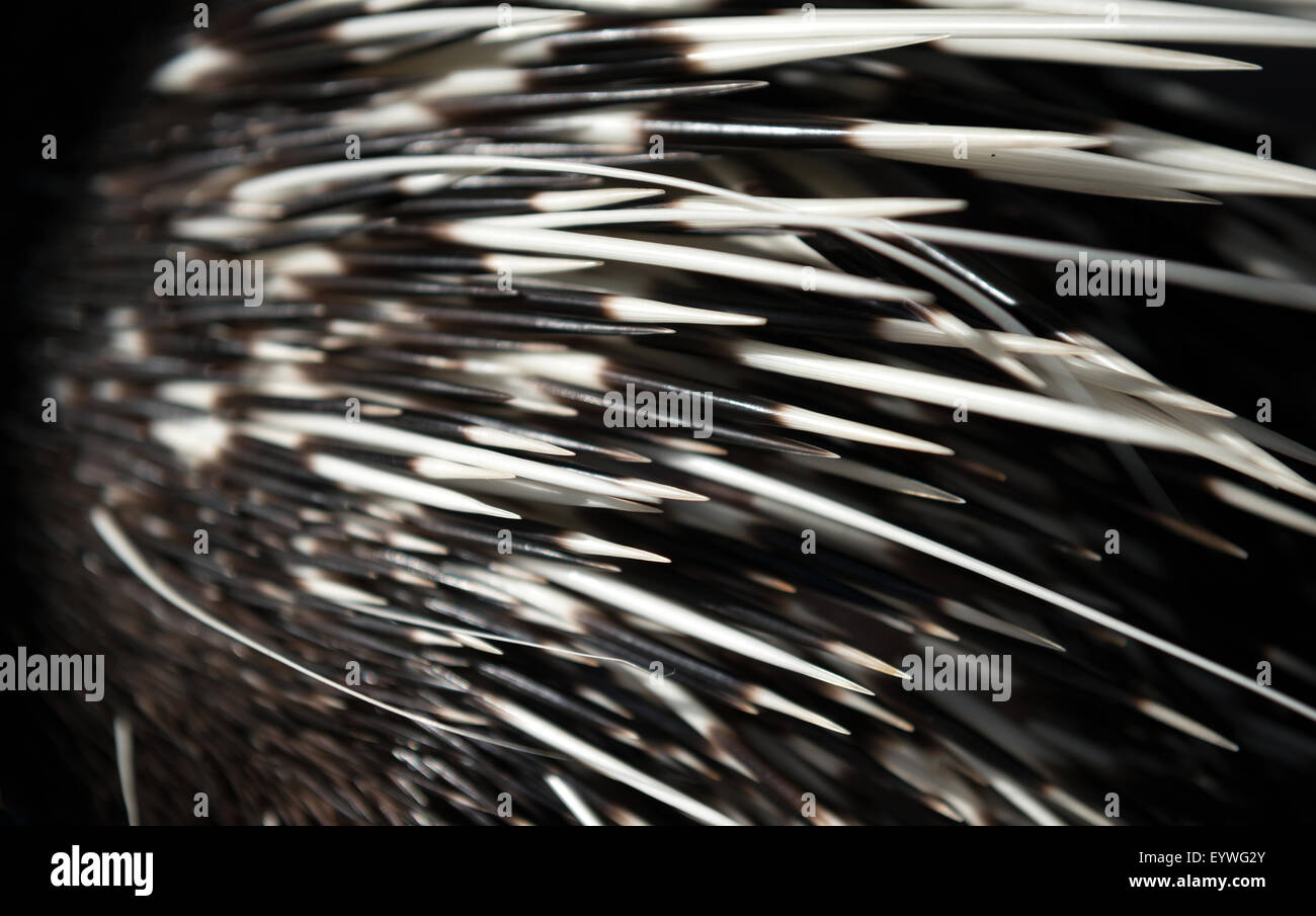 Porcupine quill hi-res stock photography and images - Alamy