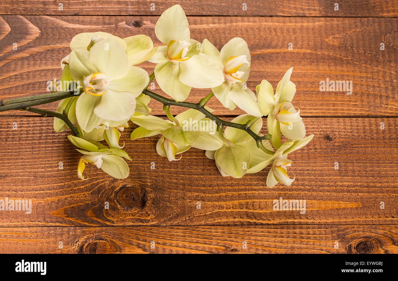 Orchid flowers on wooden background Stock Photo