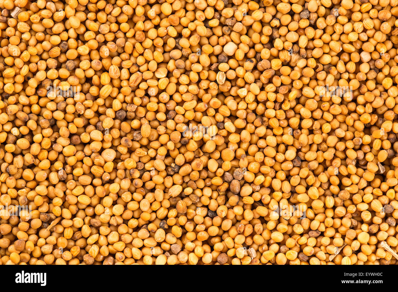 Brown mustard seeds abstract background Stock Photo