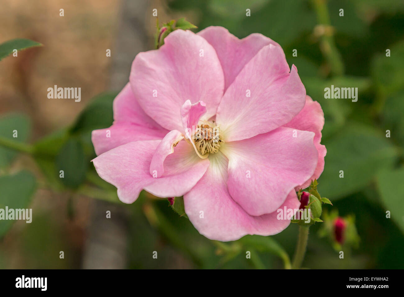 Flowering rose, called Rosa Elsa Poulsen, in the Historical Garden ...