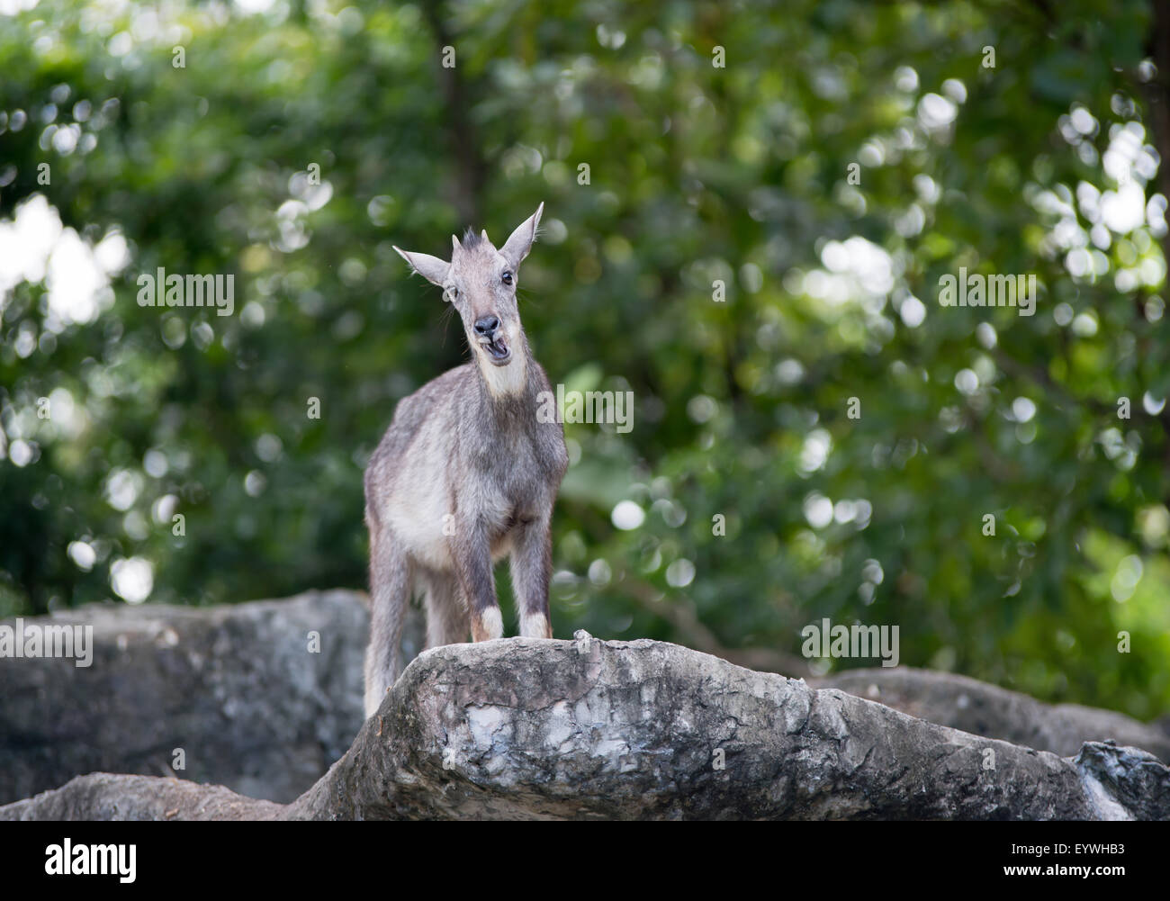 goral ( Naemorhedus caudatus ) standing on the rock Stock Photo