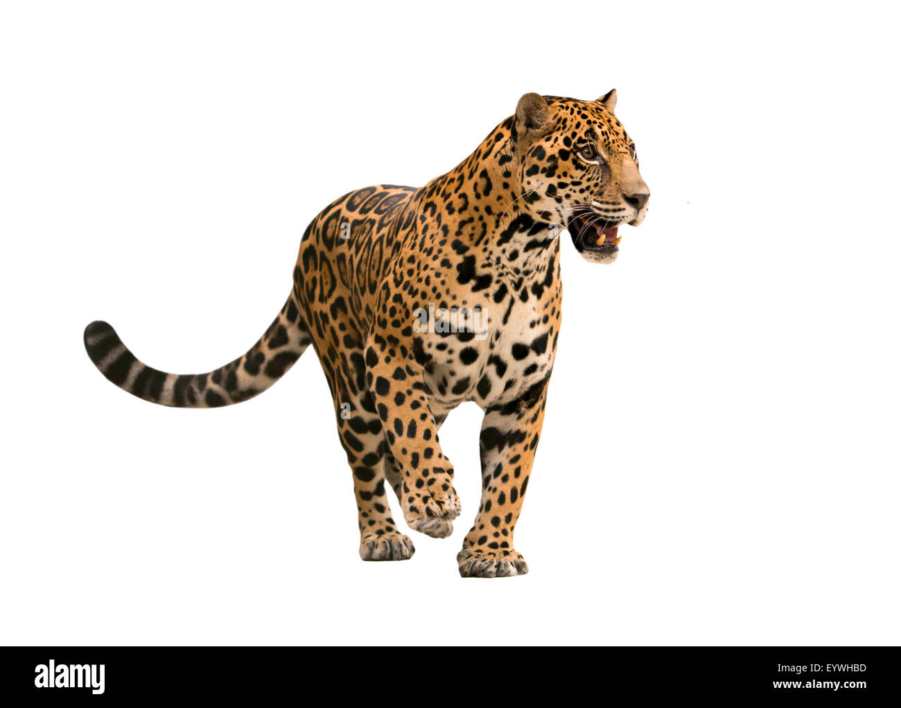 jaguar ( panthera onca ) isolated on white backgrond Stock Photo - Alamy