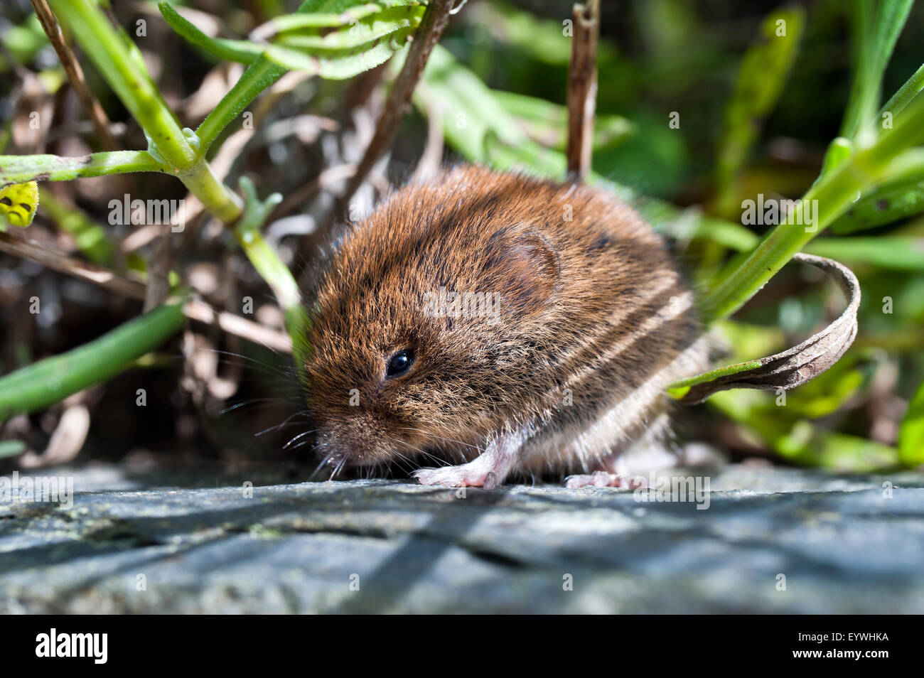 short tailed vole pembrokeshire west wales Stock Photo Alamy
