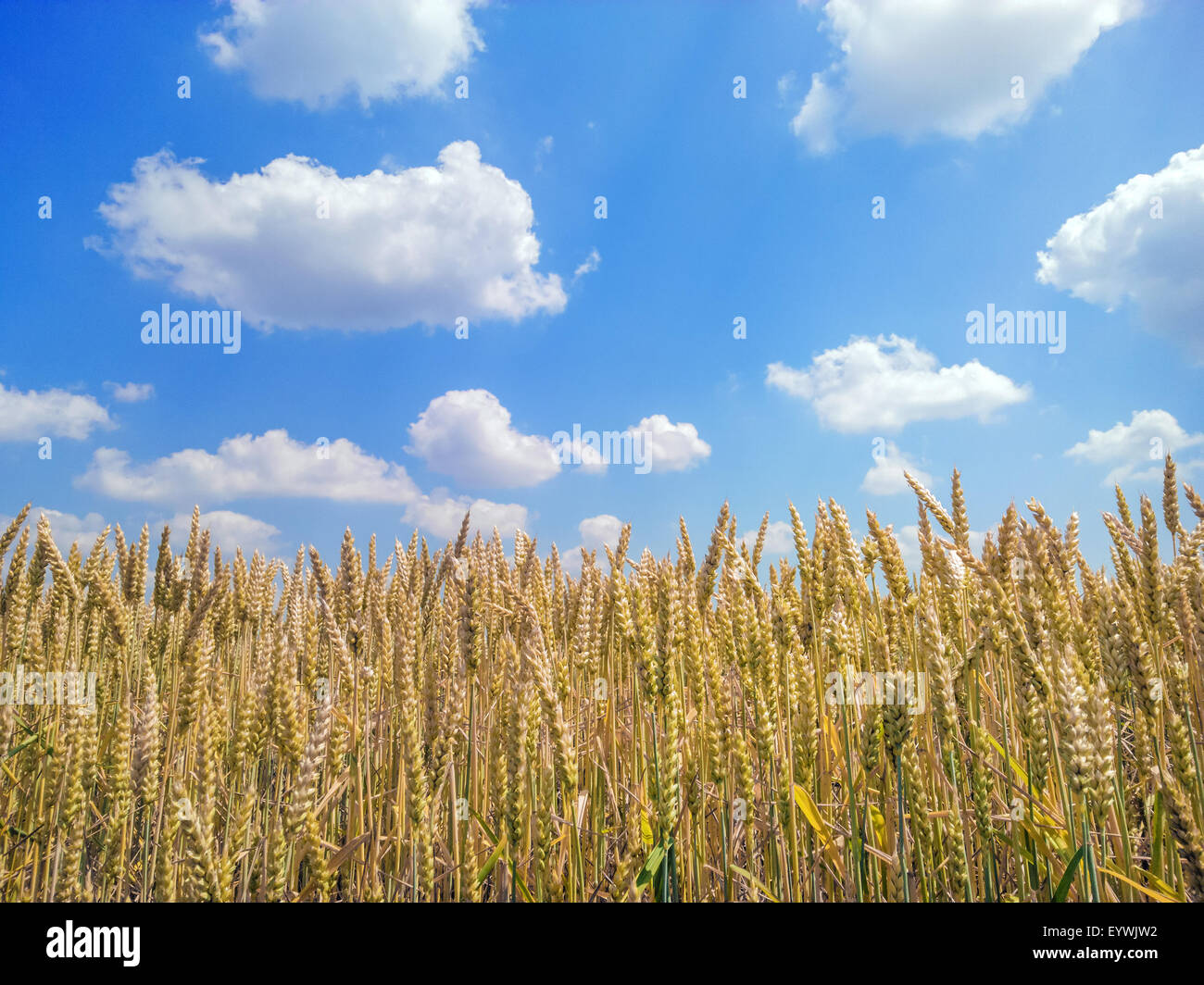 Golden wheat field with blue sky in background Stock Photo - Alamy