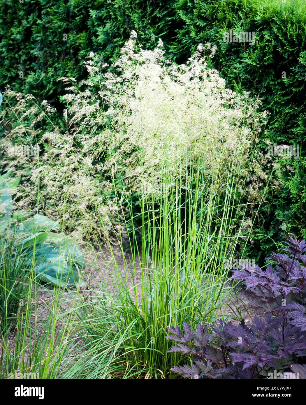 Trespen hi-res stock photography and images - Alamy