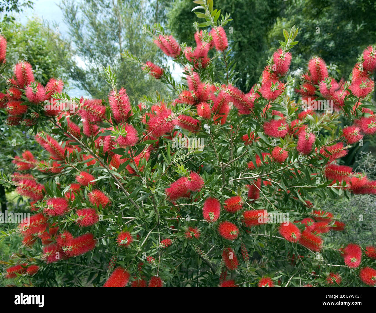 Zylinderputzer; Callistemom citrinus Stock Photo Alamy