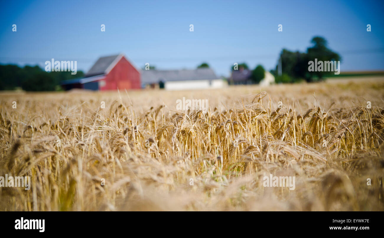Field in front of a farmhouse Stock Photo