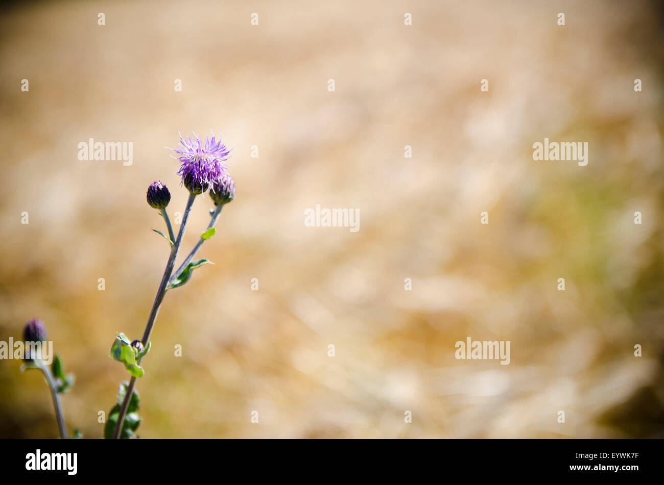 A purple flower with the background of a field Stock Photo - Alamy