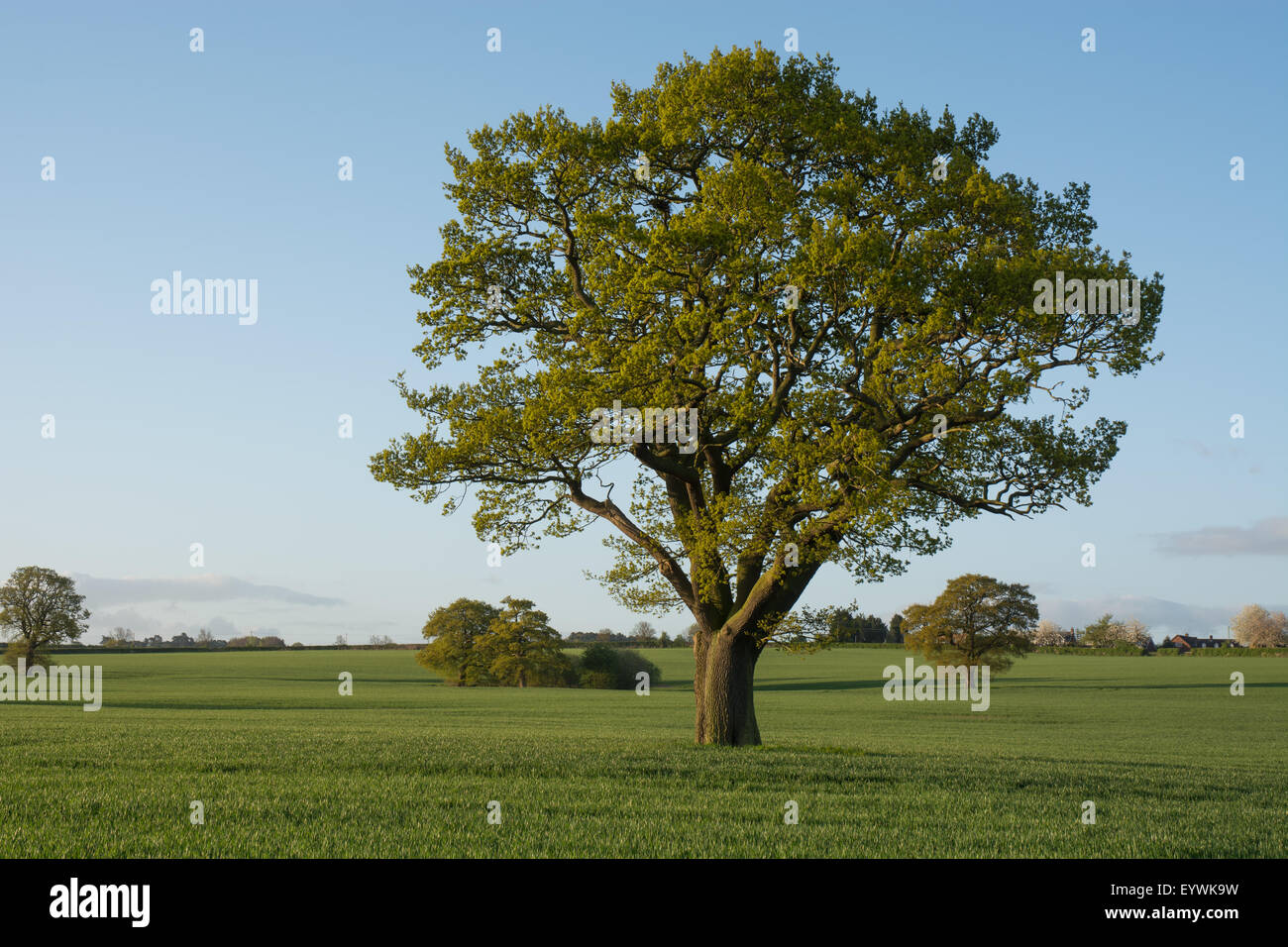 oak tree in a field Stock Photo - Alamy