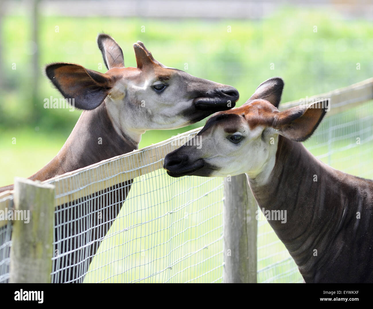 A male and female okapi get friendly over a wire fence. The male, on the left, has  short, hair-covered horns called ossicones. Stock Photo