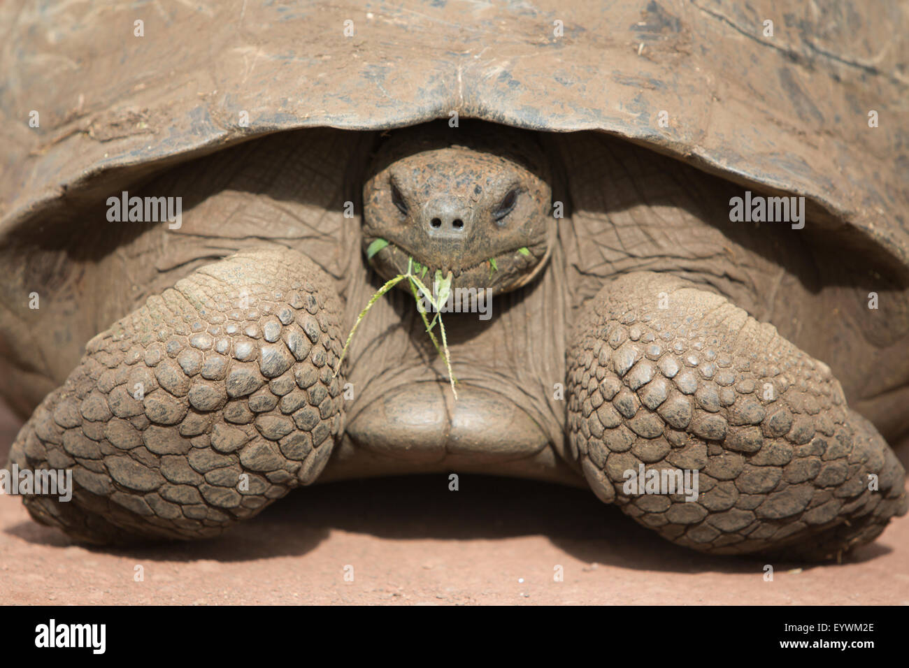 Giant Galapagos land turtle, eating grass in El Chato Tortoise Reserve. Galapagos islands 2015. Stock Photo