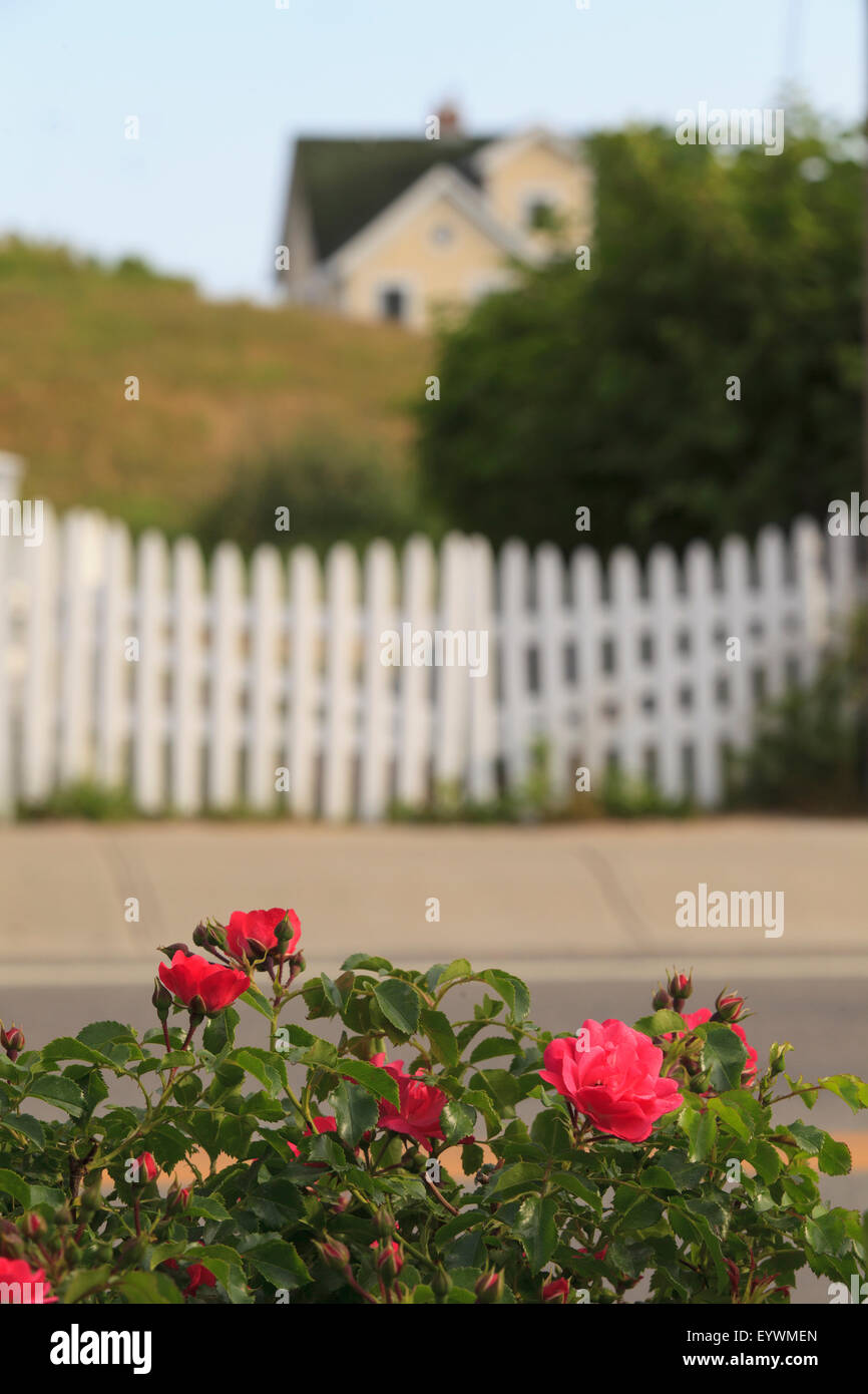Red roses with white picket fence Stock Photo