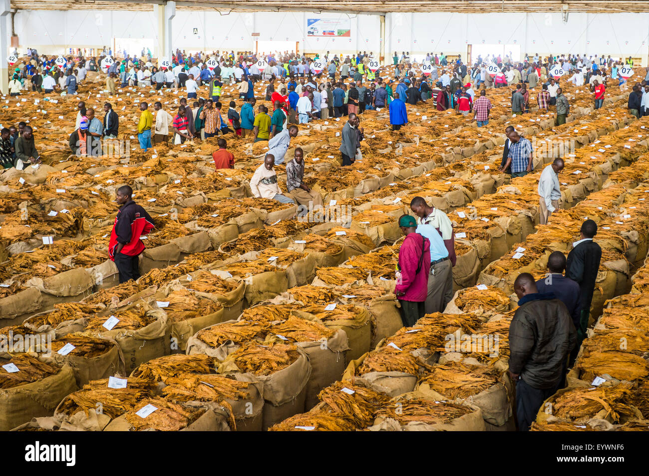 Tobacco auction in Lilongwe, Malawi, Africa Stock Photo 86002874 Alamy