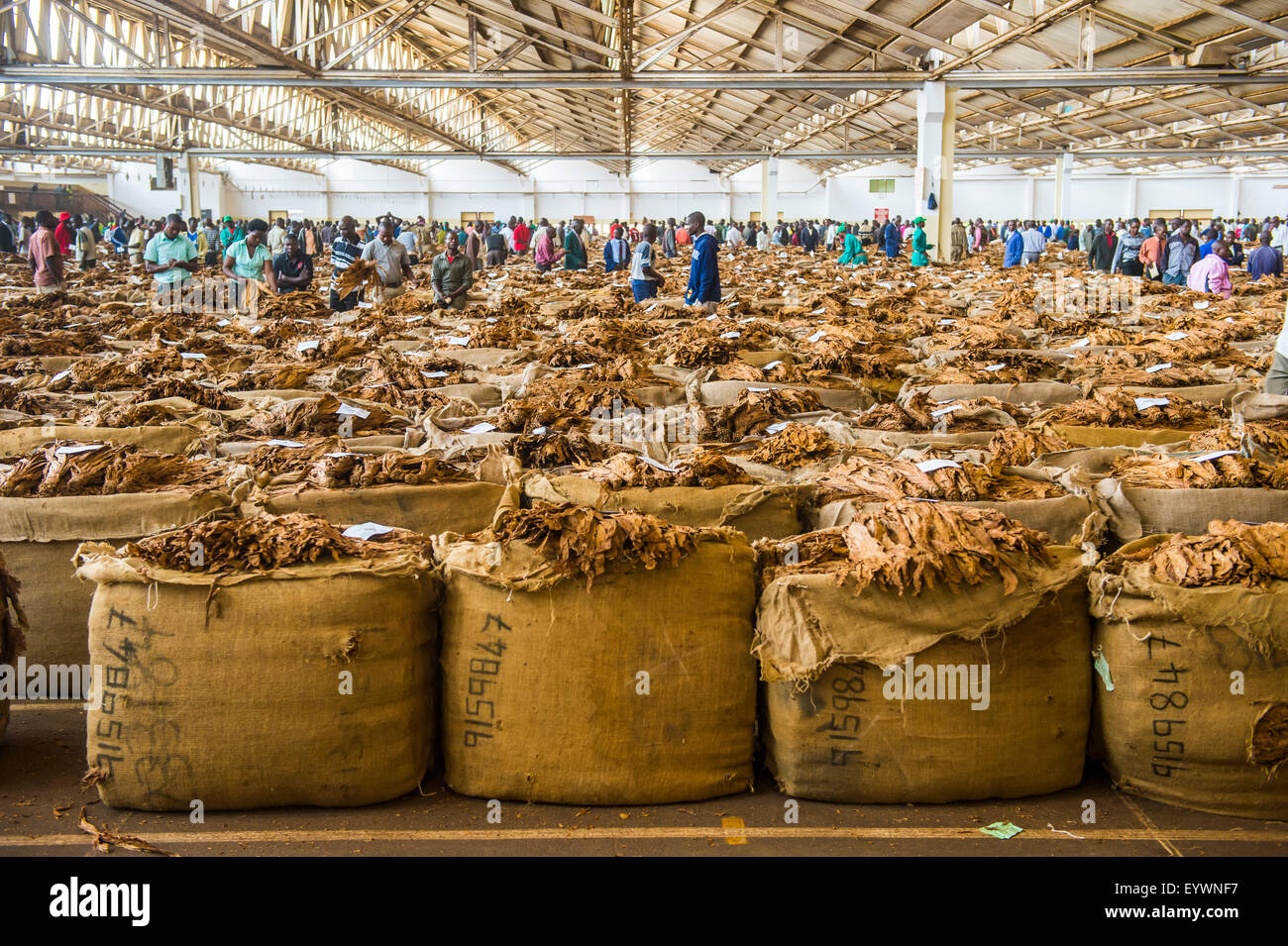 Tobacco auction in Lilongwe, Malawi, Africa Stock Photo 86002875 Alamy