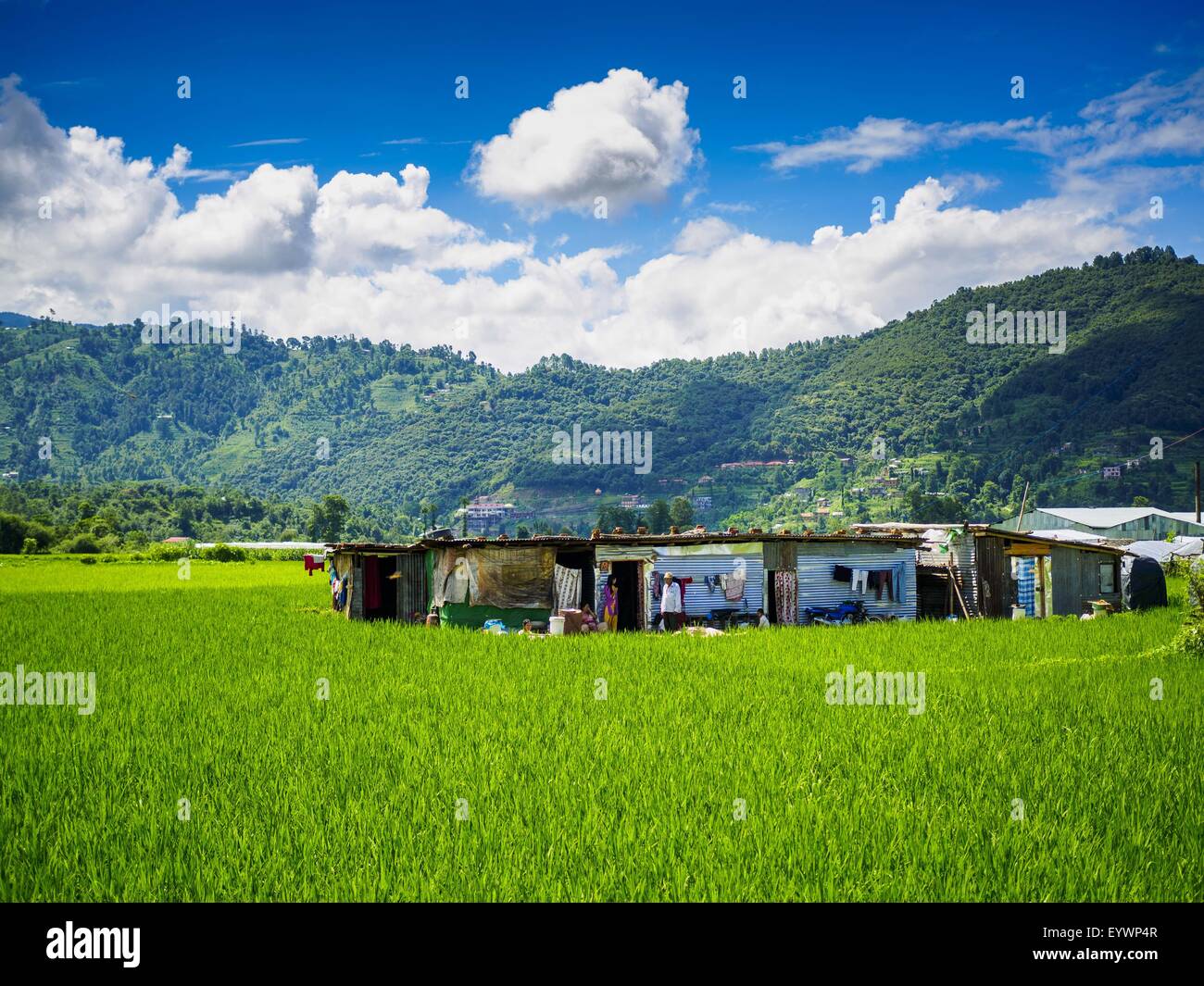 Sankhu, Central Region, Nepal. 3rd Aug, 2015. Farmers live in temporary shelters in their rice fields in Sankhu, a community about 90 minutes from central Kathmandu. Their homes were destroyed in the earthquake. The Nepal Earthquake on April 25, 2015, (also known as the Gorkha earthquake) killed more than 9,000 people and injured more than 23,000. It had a magnitude of 7.8.  It was the worst natural disaster to strike Nepal since the 1934 Nepal''“Bihar earthquake. © ZUMA Press, Inc./Alamy Live News Stock Photo