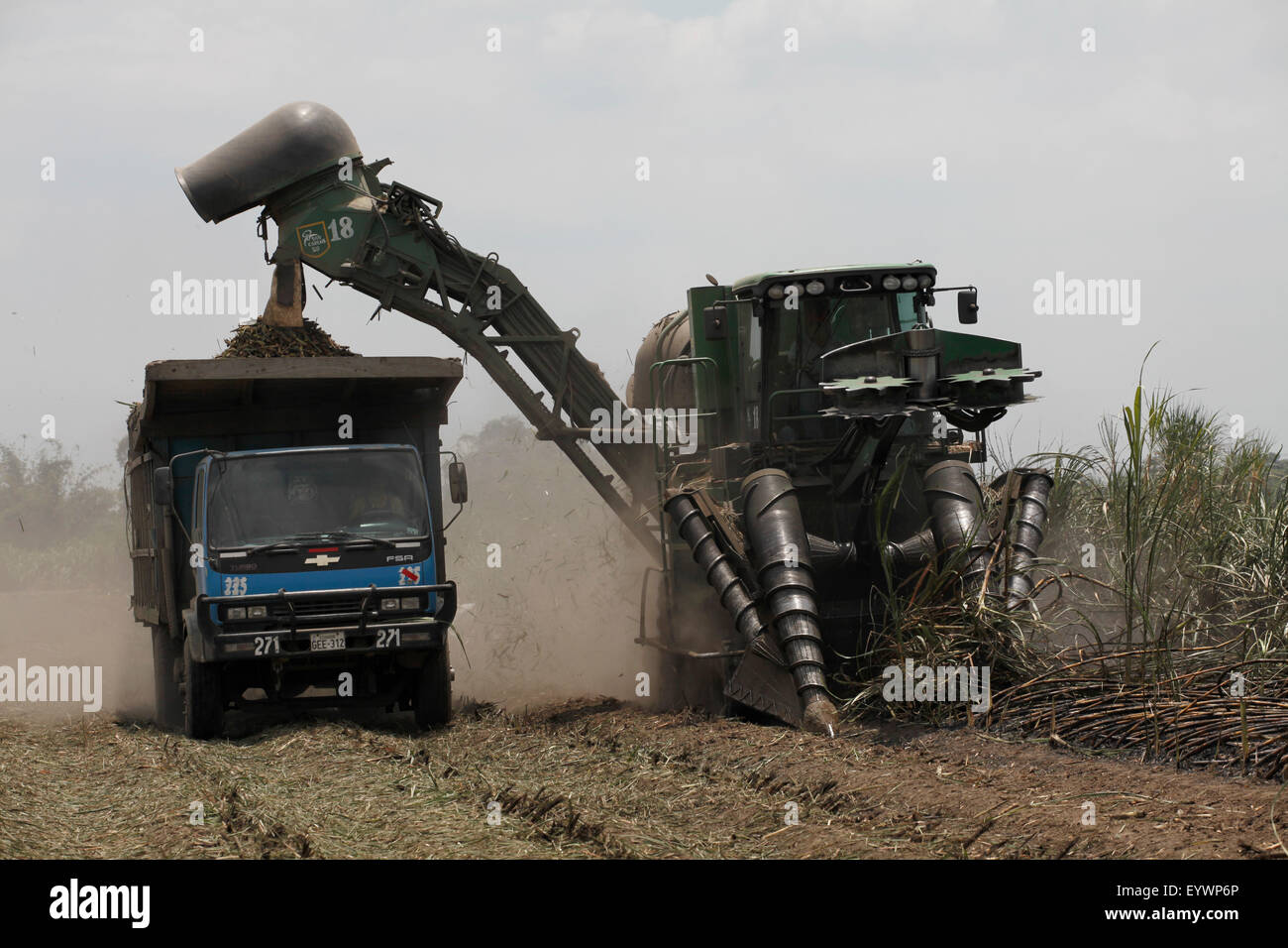 Sugar harvesting and production in the lowlands of Ecuador, South America Stock Photo