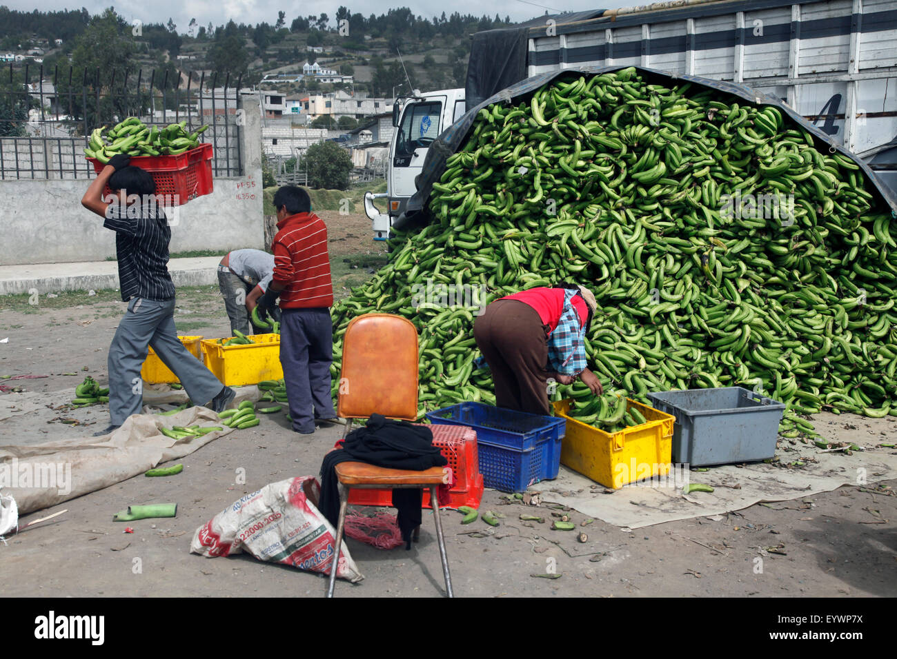 Bananas for sale on market day in the town of Riobamba in the highlands