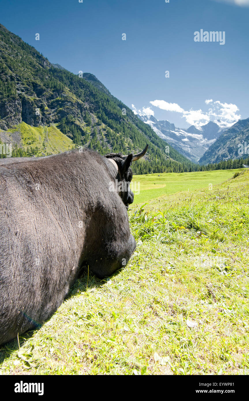 Black cow lying in the grass looking at mountains in Valnontey. Gran Paradiso National Park. Aosta valley. Graian Alps. Italy. Stock Photo