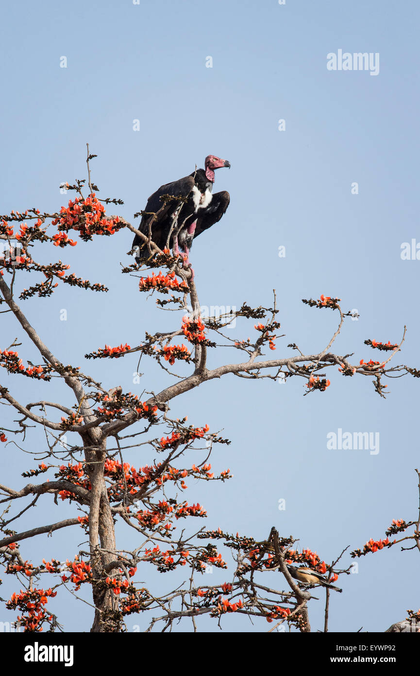 Red-headed vulture (Asian king vulture) (Indian black vulture) (Pondicherry vulture), Ranthambhore, Rajasthan, India, Asia Stock Photo