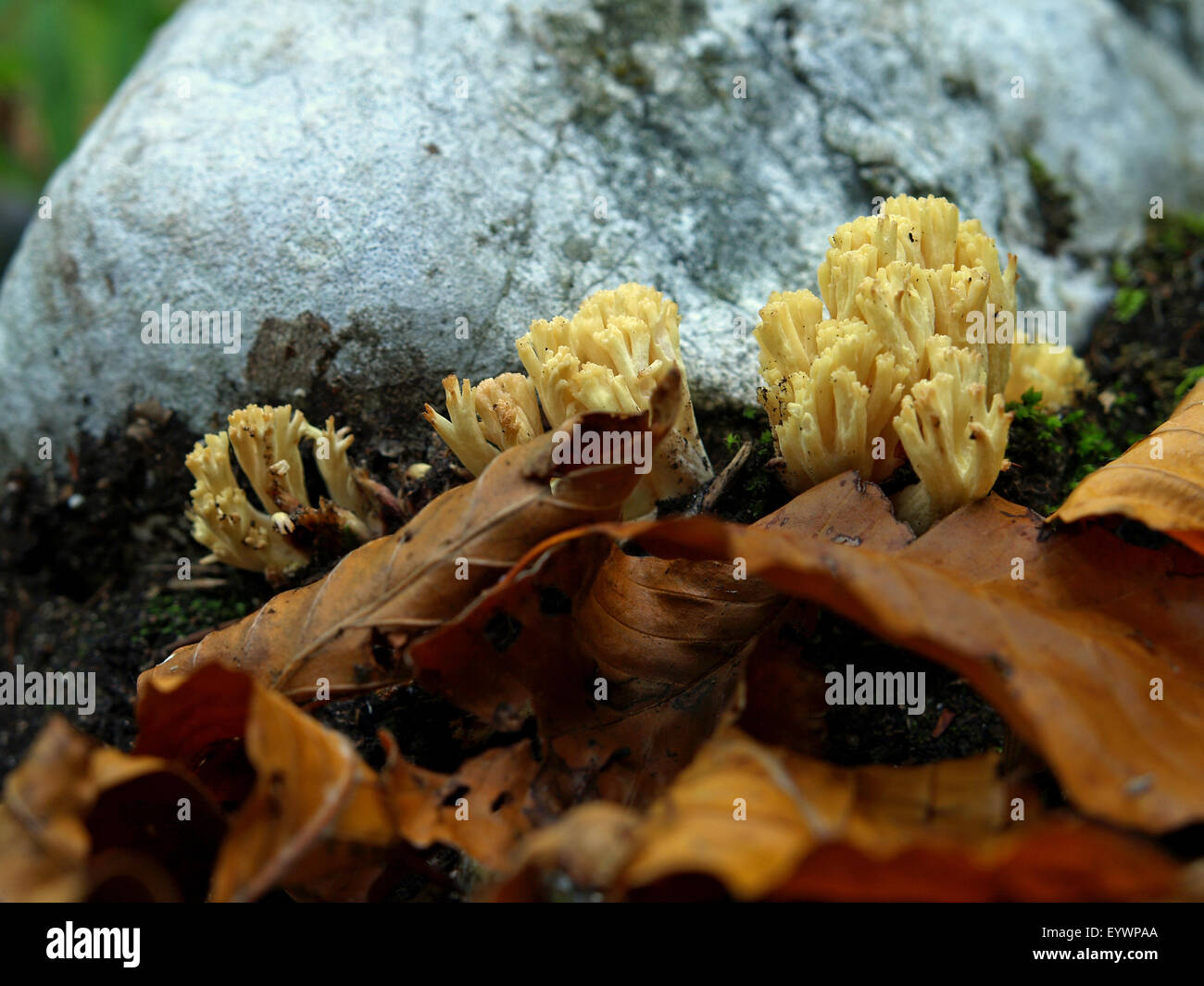 Coral fungi, Ramaria sp., on ground in a forest. Stock Photo