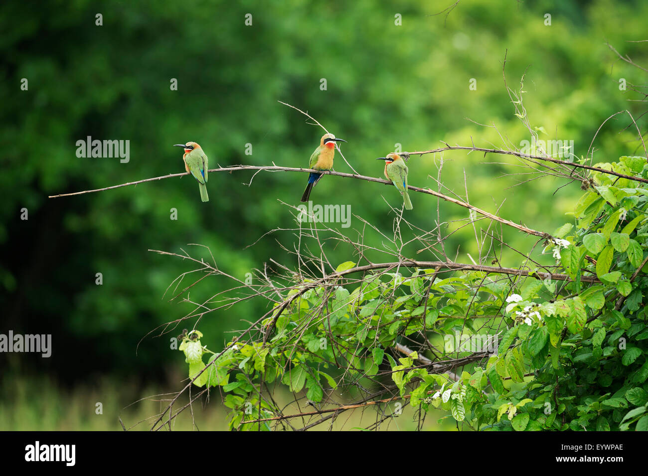 White-fronted bee-eater (Merops bullockoides), South Luangwa National Park, Zambia, Africa Stock Photo