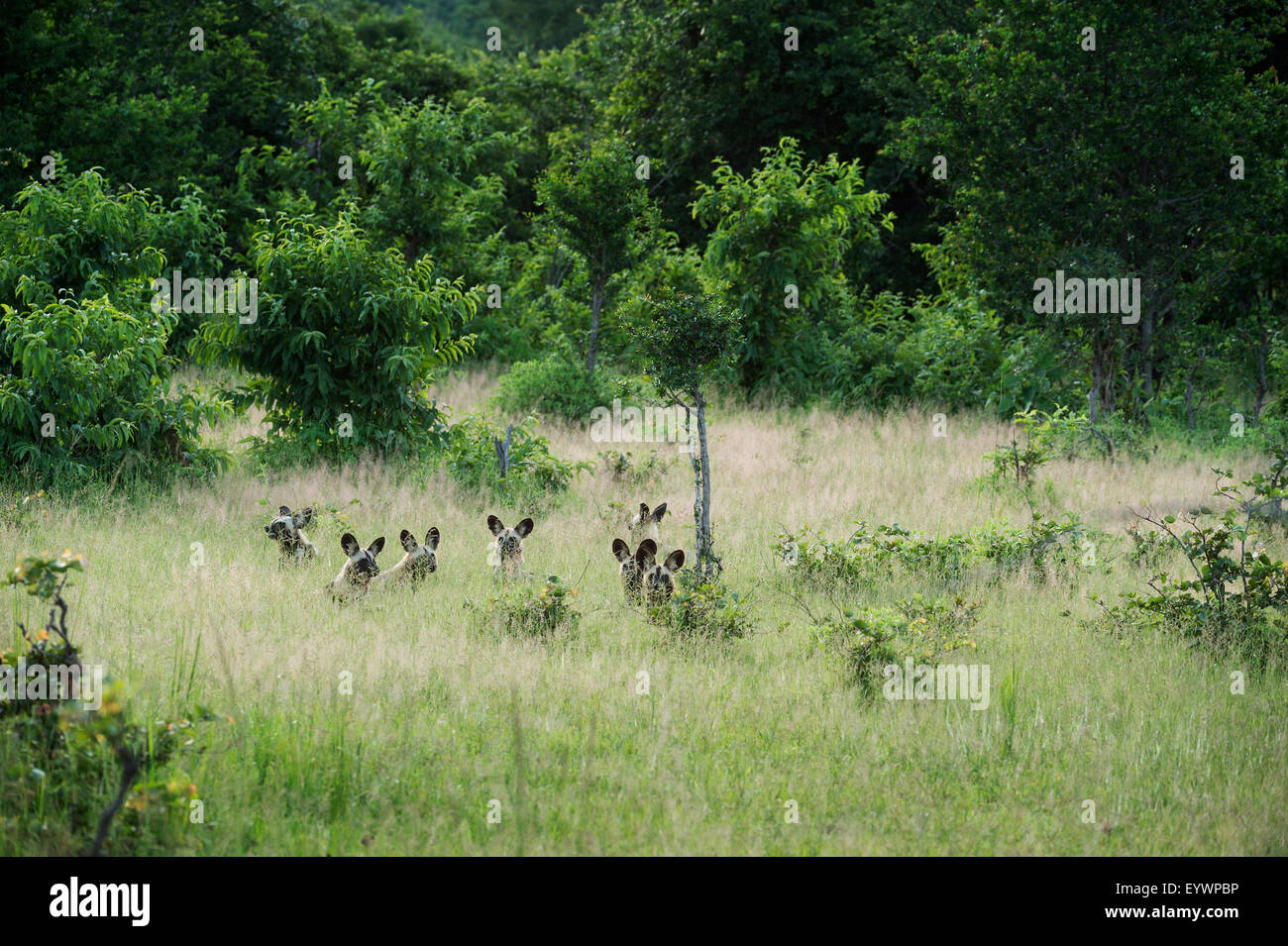 Pack of African wild dogs (painted dog) (Cape hunting dog) (Lycaon