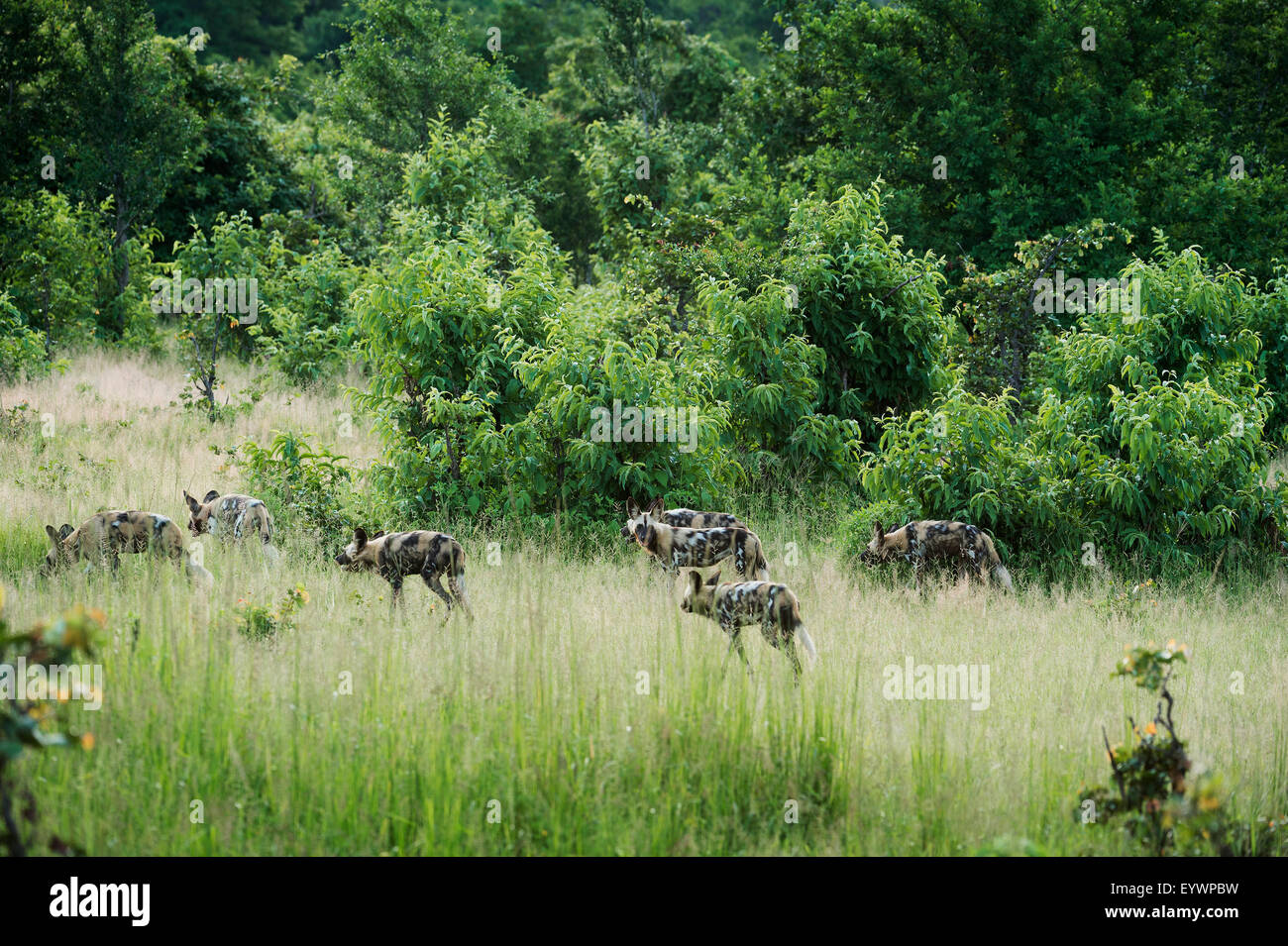 African wild dog pack hi-res stock photography and images - Alamy